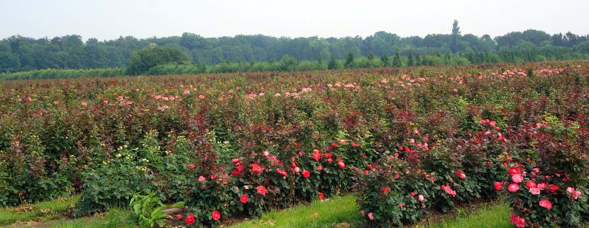 rosenfelder